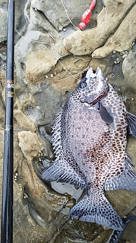 イシガキダイの釣果