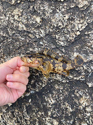 タケノコメバルの釣果