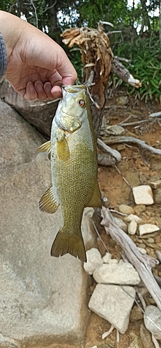 スモールマウスバスの釣果