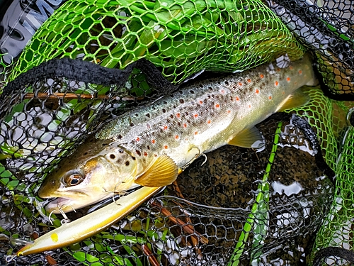 ブラウントラウトの釣果