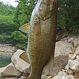 スモールマウスバス