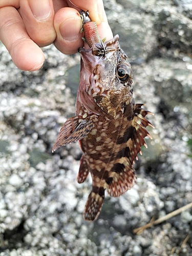 カサゴの釣果