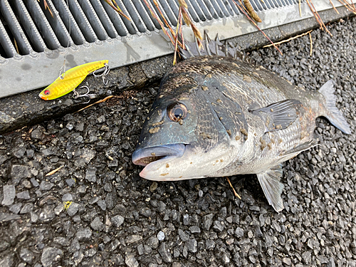 チヌの釣果