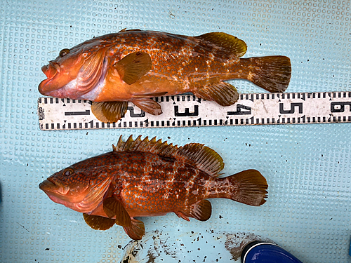 アコウの釣果