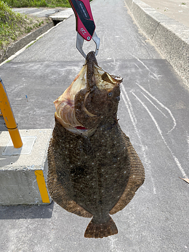 ヒラメの釣果