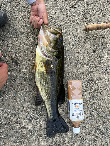 ブラックバスの釣果