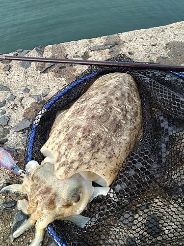 カミナリイカの釣果