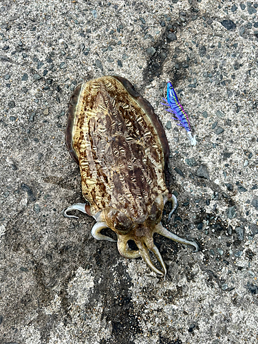 モンゴウイカの釣果