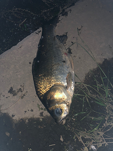 ヘラブナの釣果