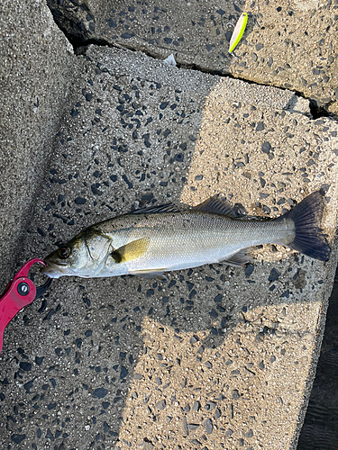 シーバスの釣果