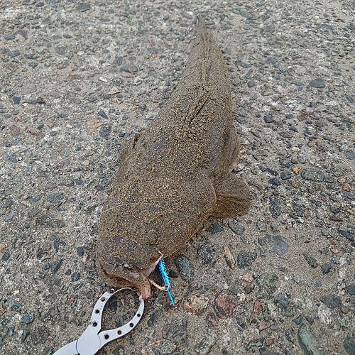 マゴチの釣果