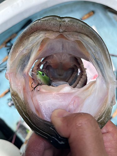 ブラックバスの釣果