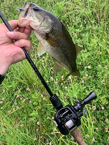 ラージマウスバスの釣果