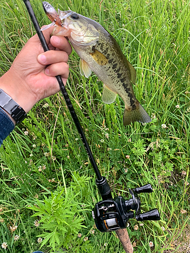 ラージマウスバスの釣果