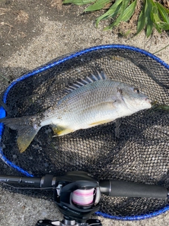 キビレの釣果