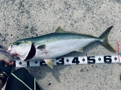 メジロの釣果