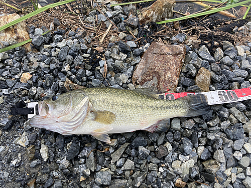 ブラックバスの釣果