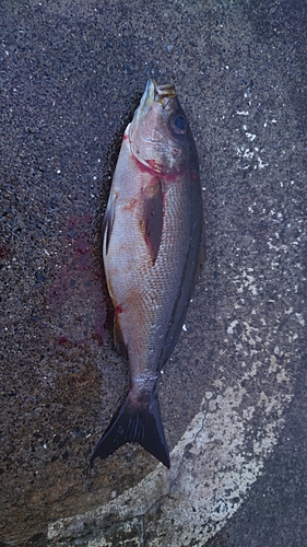 コロダイの釣果