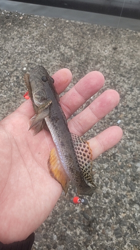 ハゼの釣果