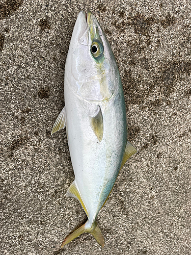 ワカシの釣果