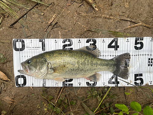 ブラックバスの釣果