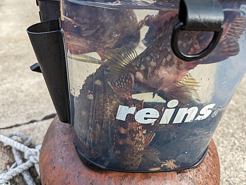 アラカブの釣果