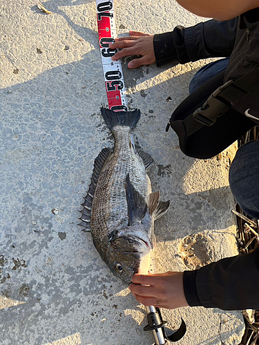 クロダイの釣果