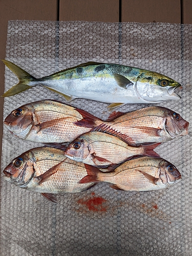 タイの釣果