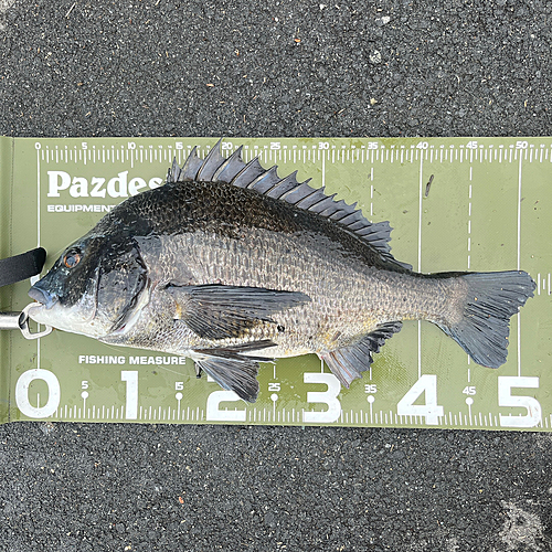 クロダイの釣果