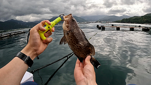 オオモンハタの釣果