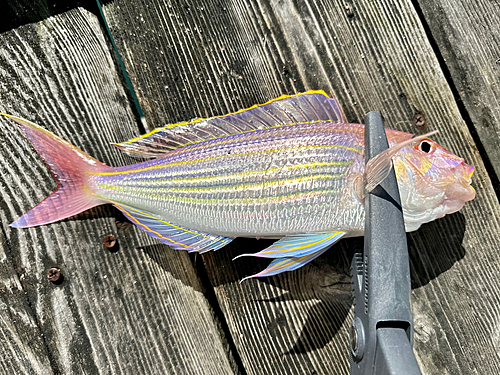 イトヨリダイの釣果