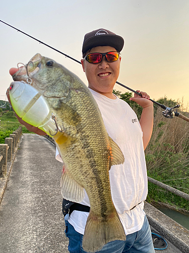 ブラックバスの釣果