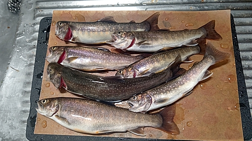 イワナの釣果