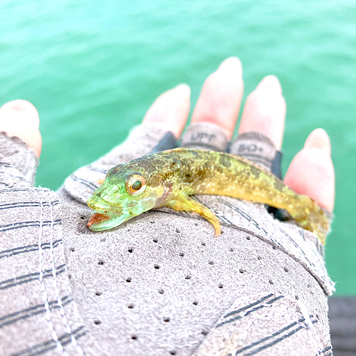 アナハゼの釣果