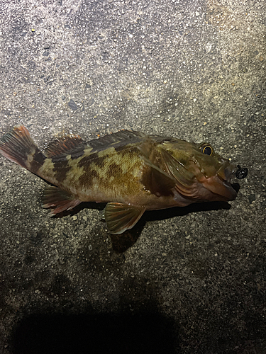 カサゴの釣果