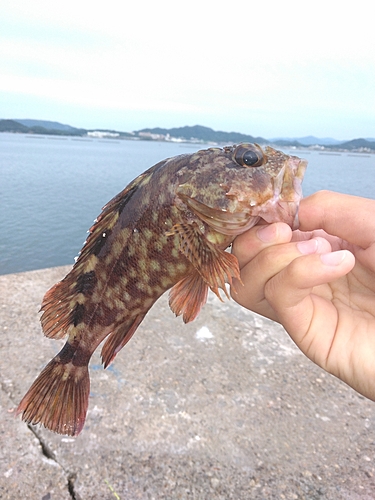 カサゴの釣果