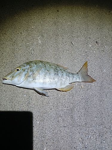 ハマフエフキの釣果