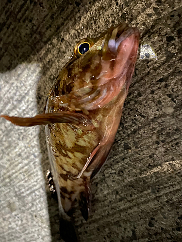 カサゴの釣果