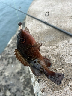 メバルの釣果