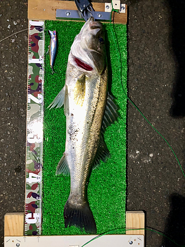 シーバスの釣果