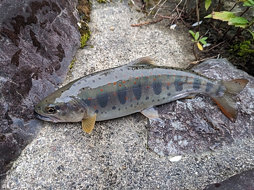 アマゴの釣果