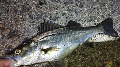 セイゴ（マルスズキ）の釣果