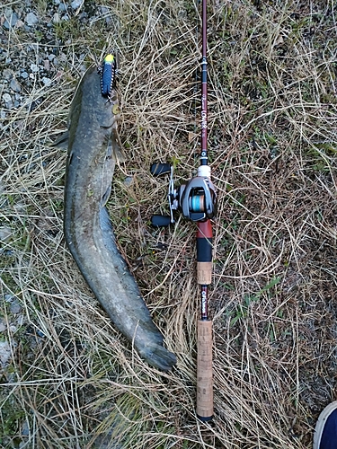 ナマズの釣果