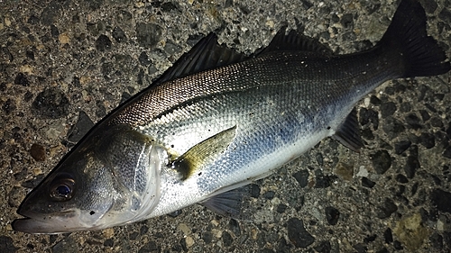 セイゴ（マルスズキ）の釣果