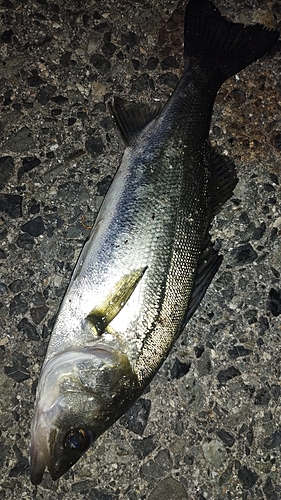 セイゴ（マルスズキ）の釣果