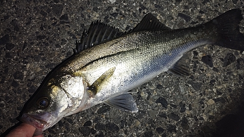 セイゴ（マルスズキ）の釣果