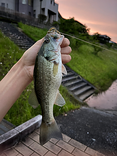 ラージマウスバスの釣果