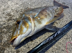 ハマフエフキの釣果
