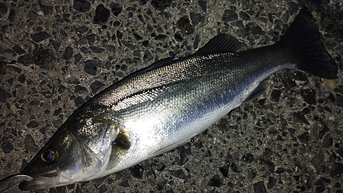 セイゴ（マルスズキ）の釣果