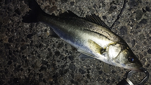 セイゴ（マルスズキ）の釣果